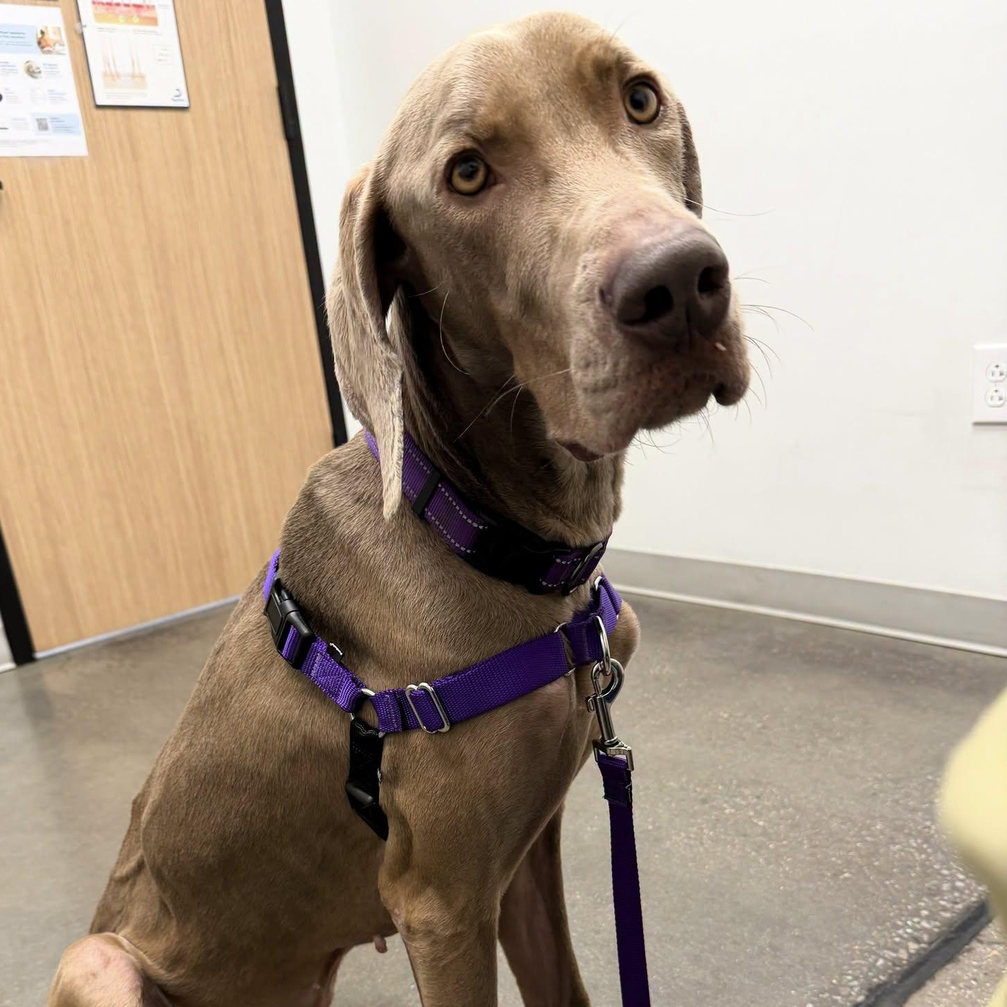 Franklin, ADOPTABLE, Adult Male Weimaraner.