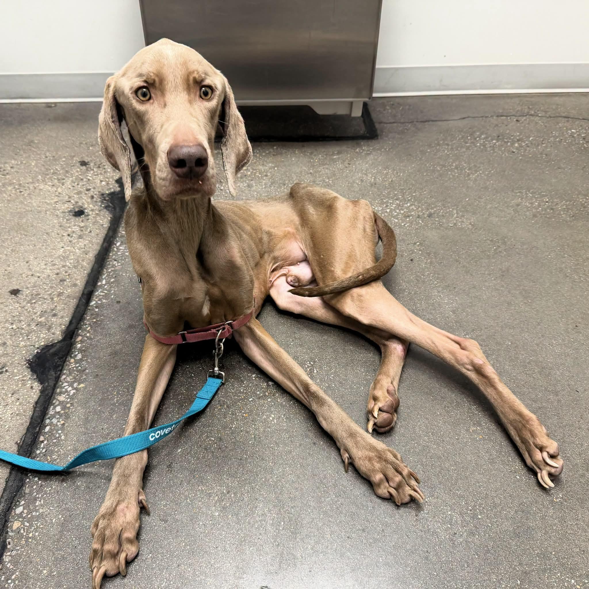 Franklin, a ADOPTABLE Weimaraner in Birmingham, AL image 4/5