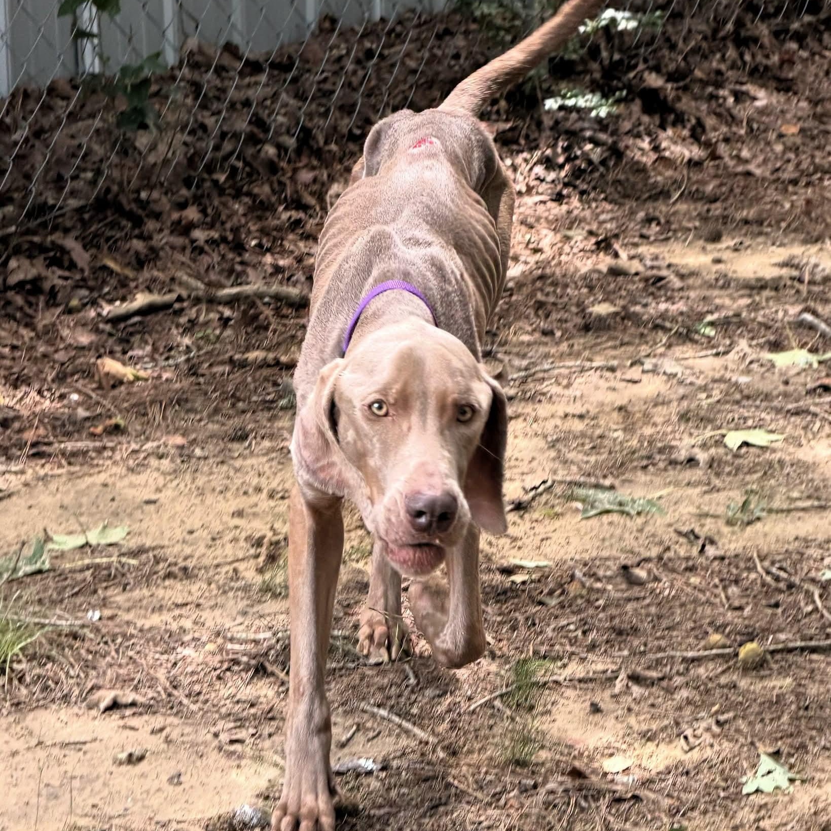 Franklin, a ADOPTABLE Weimaraner in Birmingham, AL image 2/5