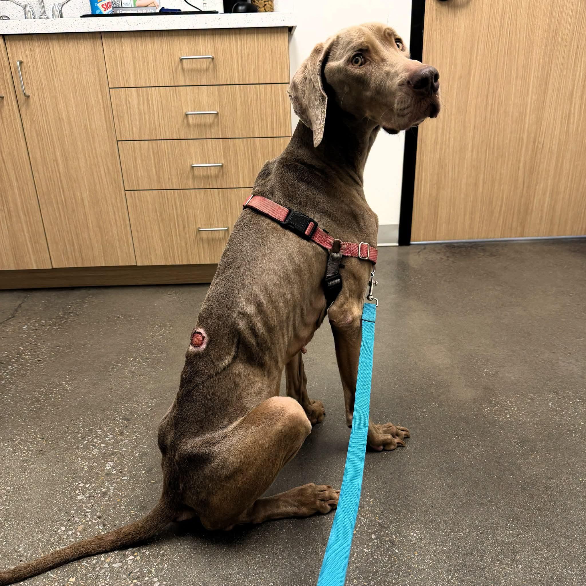 Franklin, a ADOPTABLE Weimaraner in Birmingham, AL image 5/5