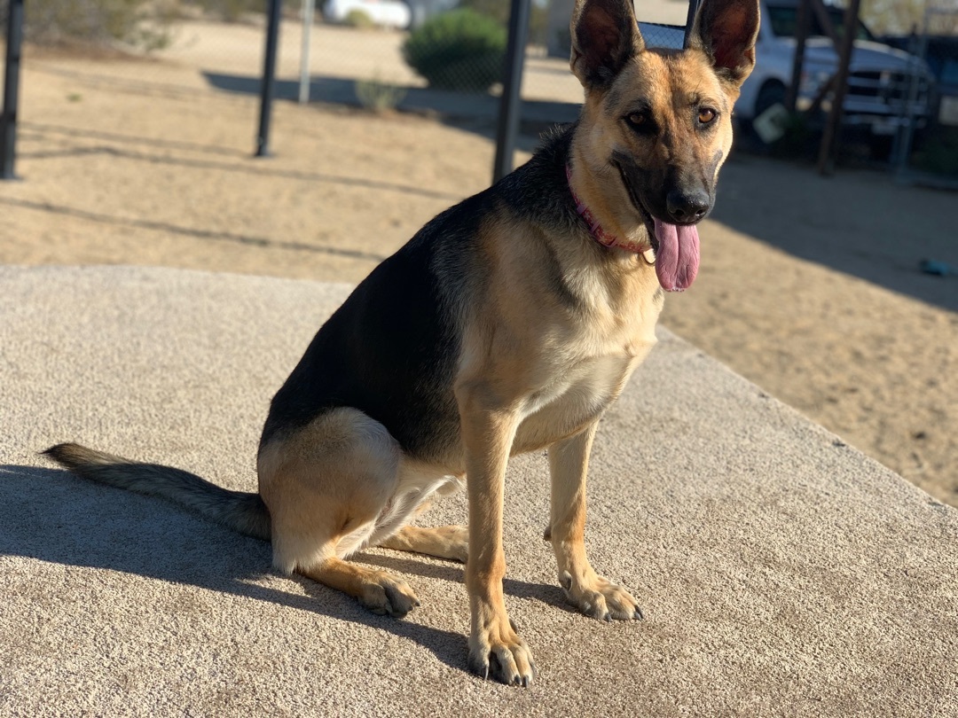 Miss Sam, Adoptable, Young Female German Shepherd Dog.