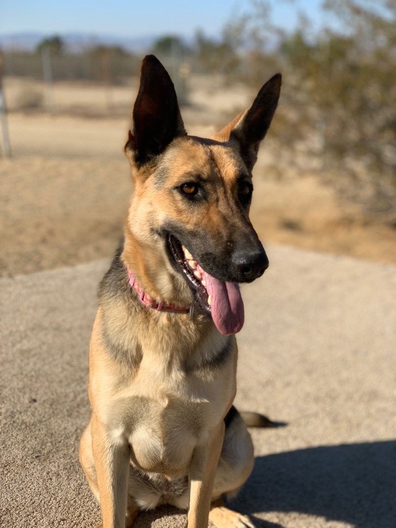 Miss Sam, a Adoptable mixed breed in Mojave, CA image 2/12