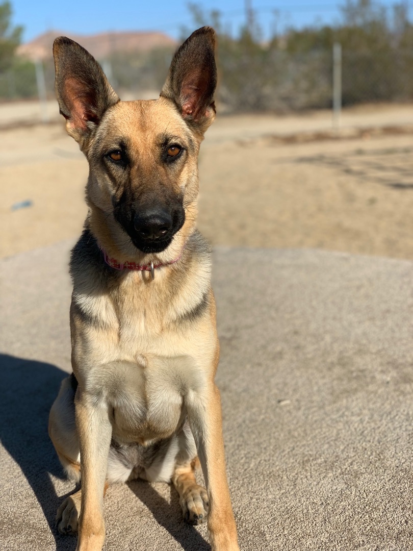 Miss Sam, a Adoptable mixed breed in Mojave, CA image 3/12