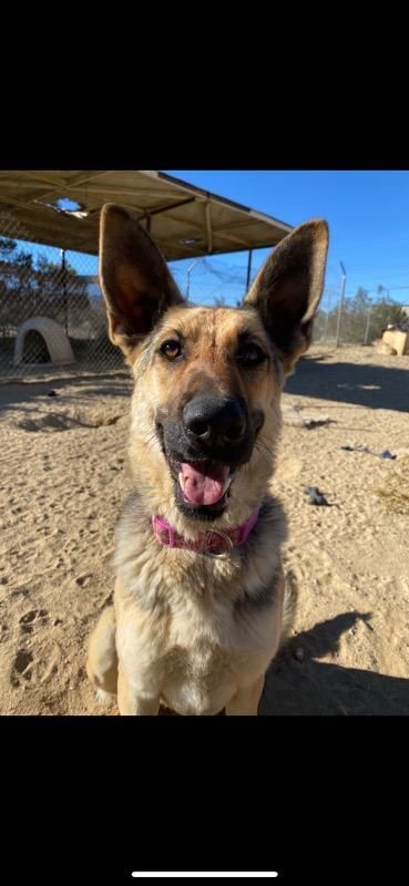 Miss Sam, a Adoptable mixed breed in Mojave, CA image 4/12