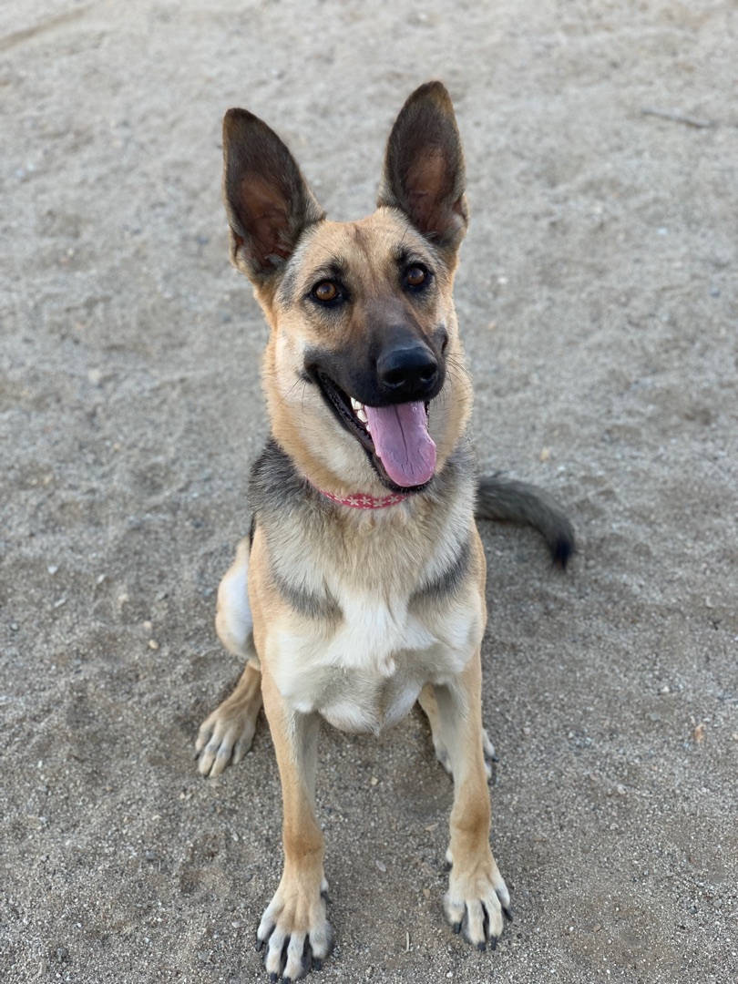 Miss Sam, a Adoptable mixed breed in Mojave, CA image 5/12