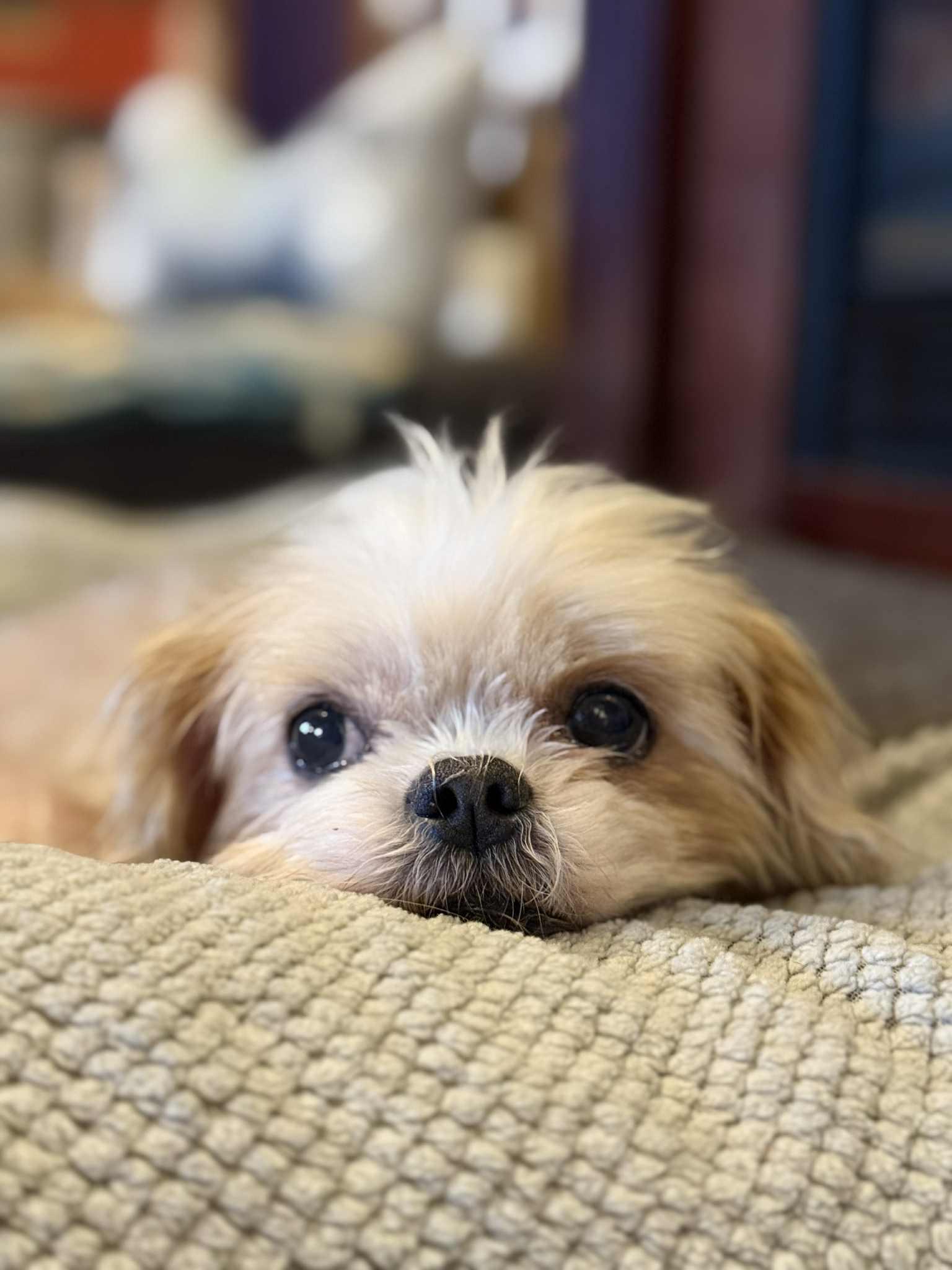 EMMA, an adopted Shih Tzu in Port Clinton, OH image 2/3