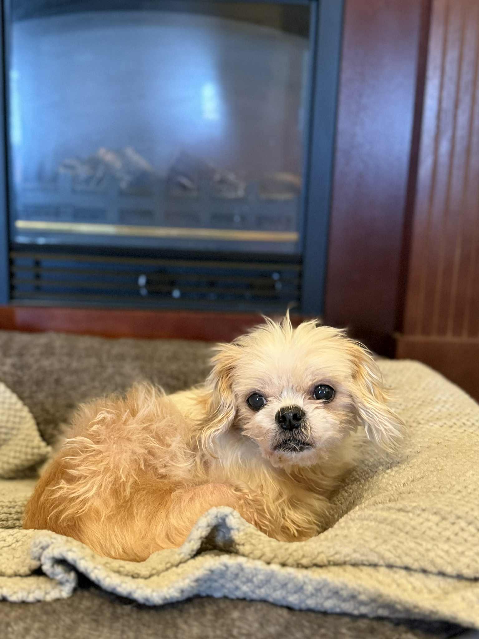 EMMA, an adopted Shih Tzu in Port Clinton, OH image 1/3