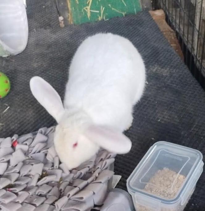 Enlarge Bunzi aka Bunzilla, a Adoptable mixed breed in Paradis, LA image 3/5