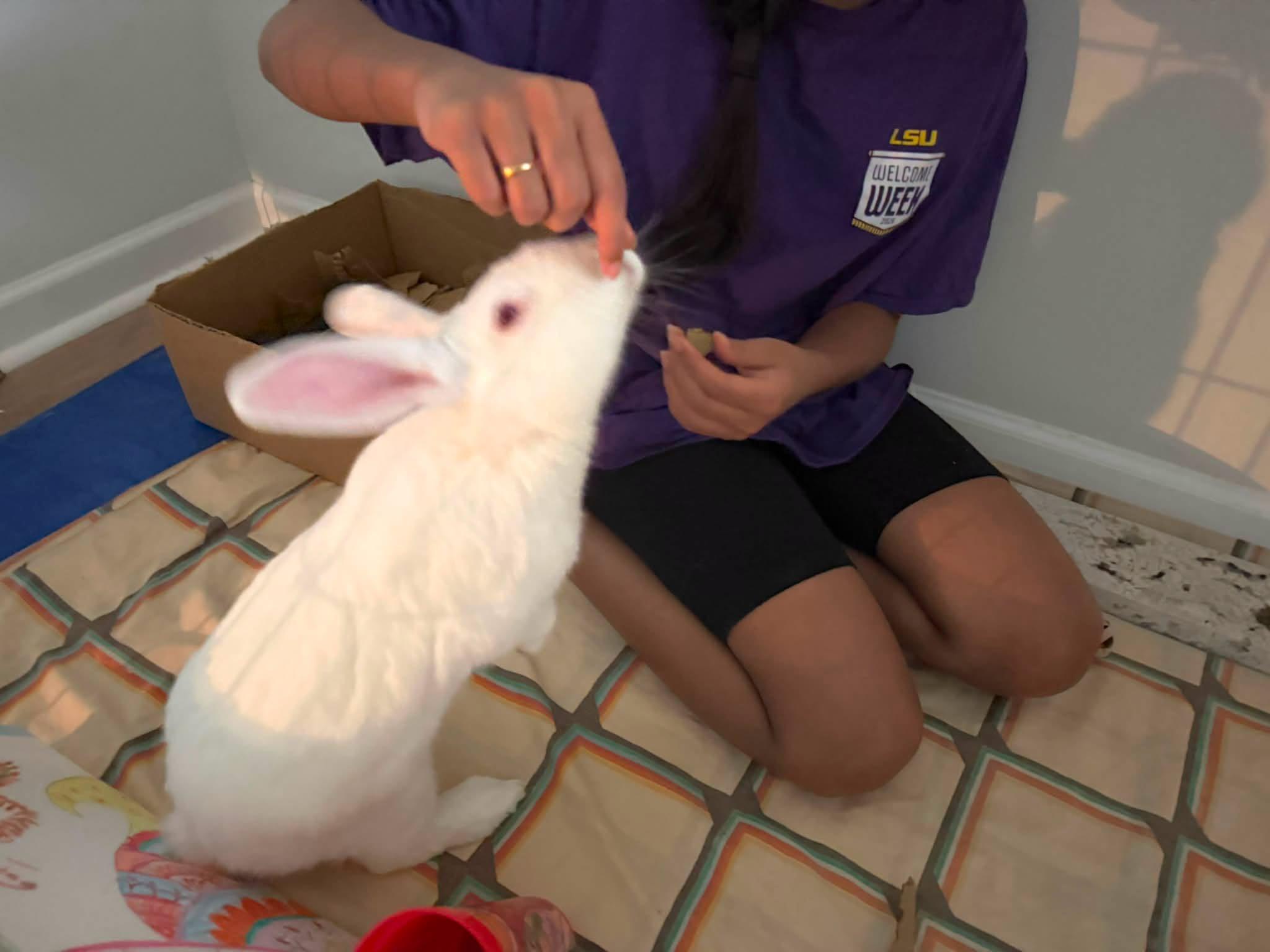 Enlarge Bunzi aka Bunzilla, a Adoptable mixed breed in Paradis, LA image 4/5