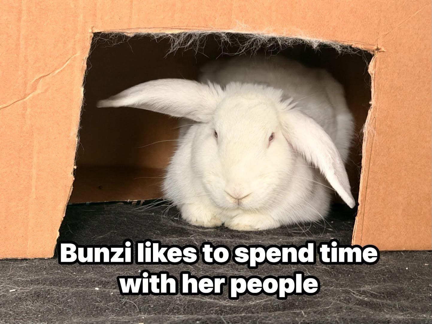 Bunzi aka Bunzilla photo