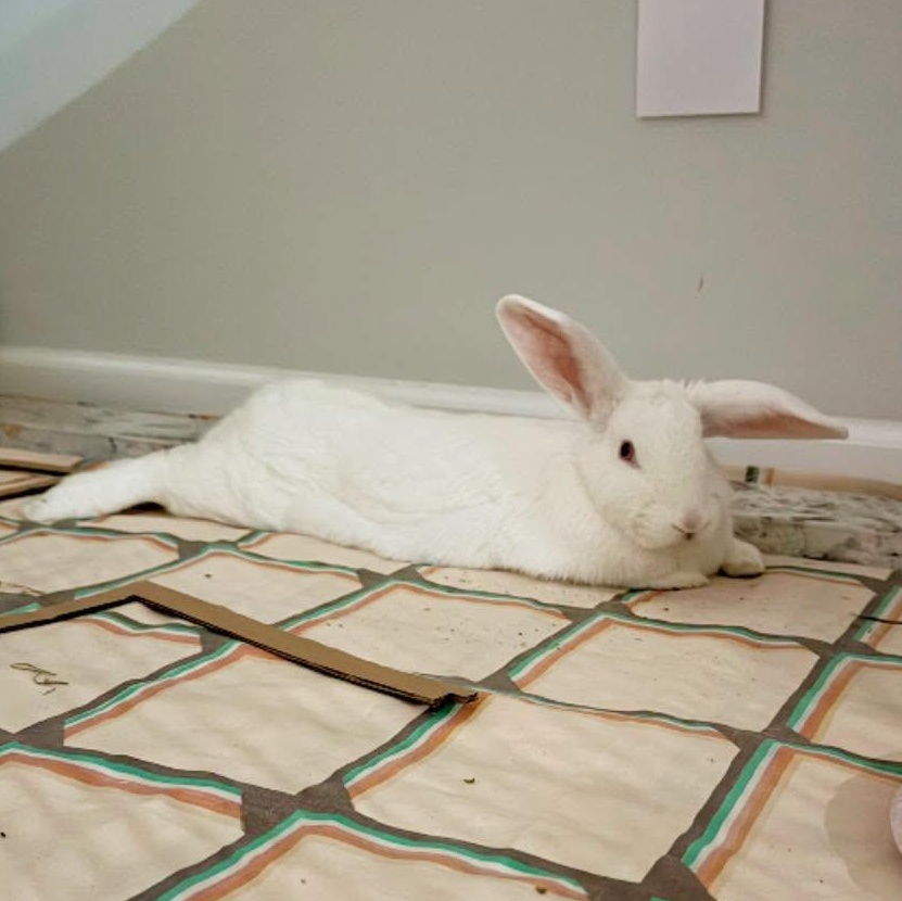 Enlarge Bunzi aka Bunzilla, a Adoptable mixed breed in Paradis, LA image 2/5