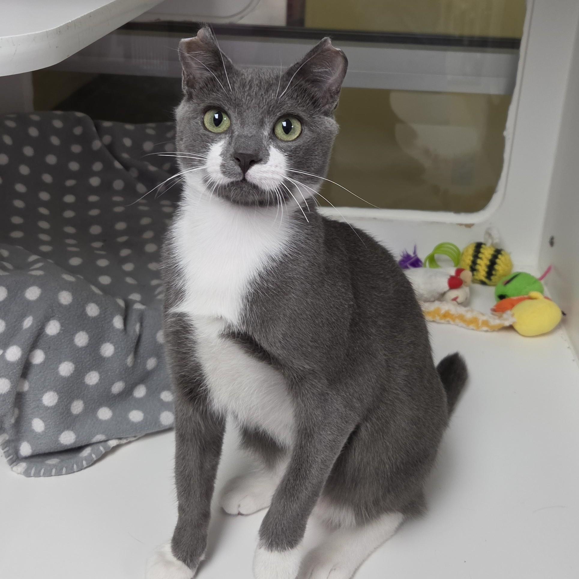 Enlarge Toby, a ADOPTABLE Domestic Short Hair in Marshfield, WI image 3/6