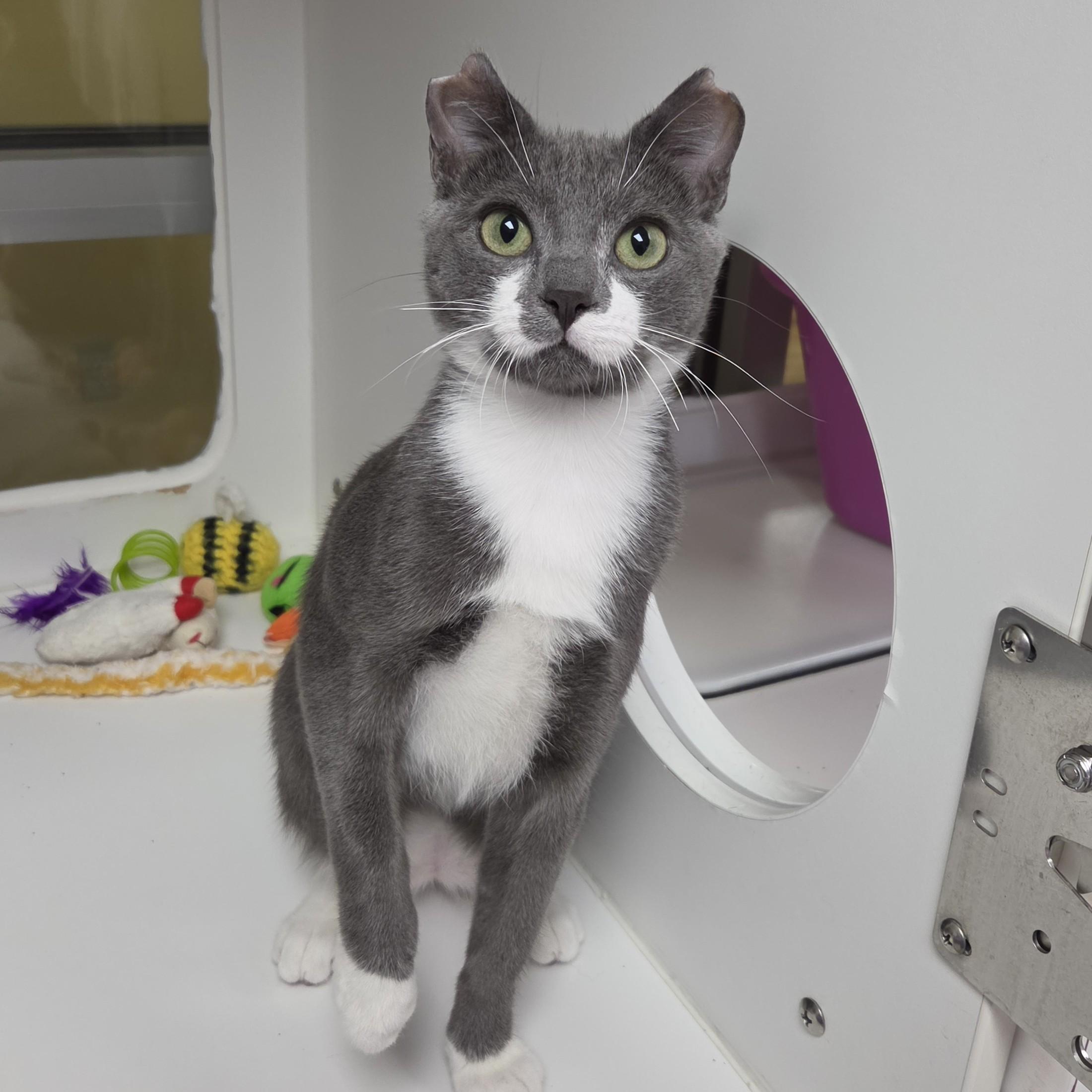 Enlarge Toby, a ADOPTABLE Domestic Short Hair in Marshfield, WI image 4/6