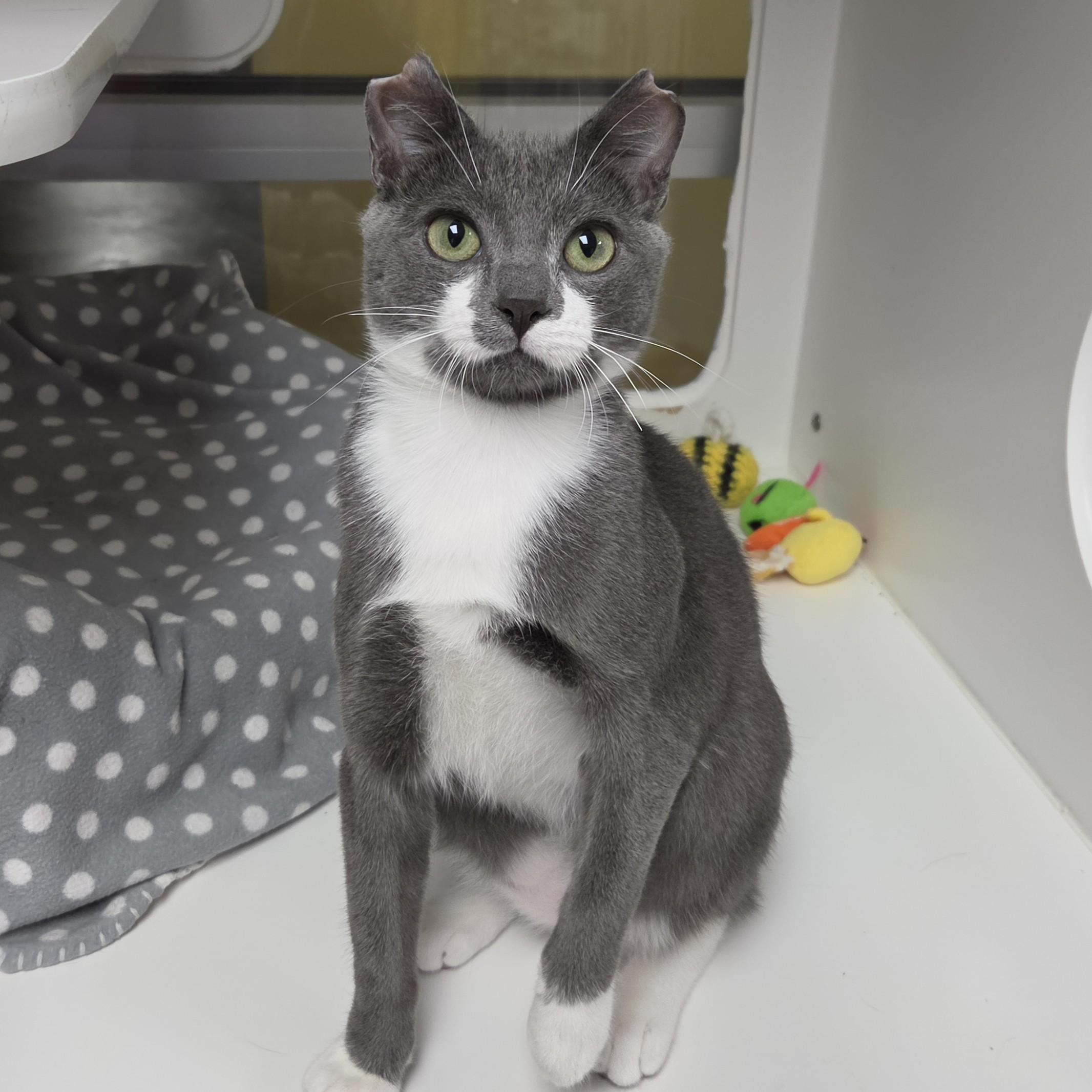 Enlarge Toby, a ADOPTABLE Domestic Short Hair in Marshfield, WI image 1/6