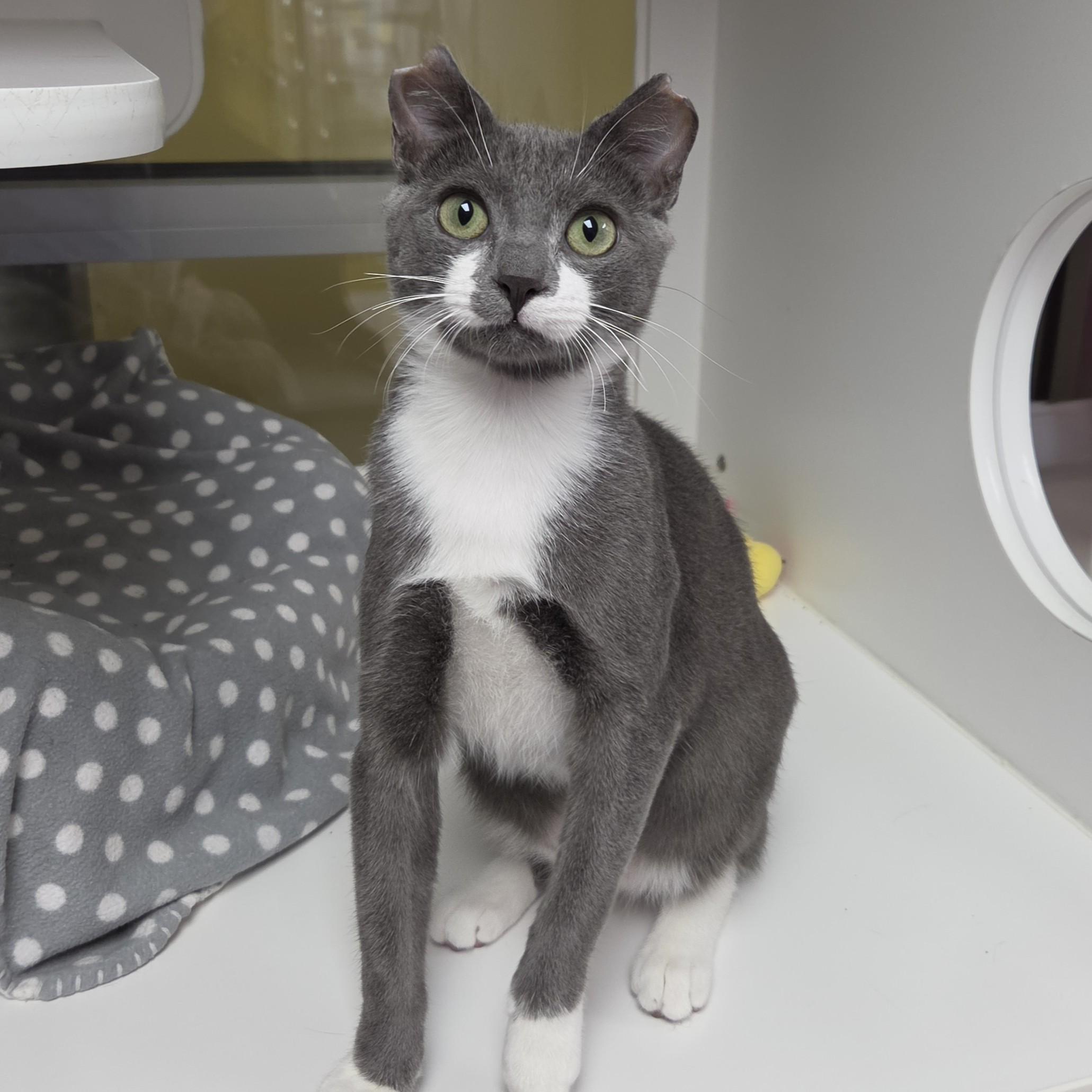 Enlarge Toby, a ADOPTABLE Domestic Short Hair in Marshfield, WI image 5/6