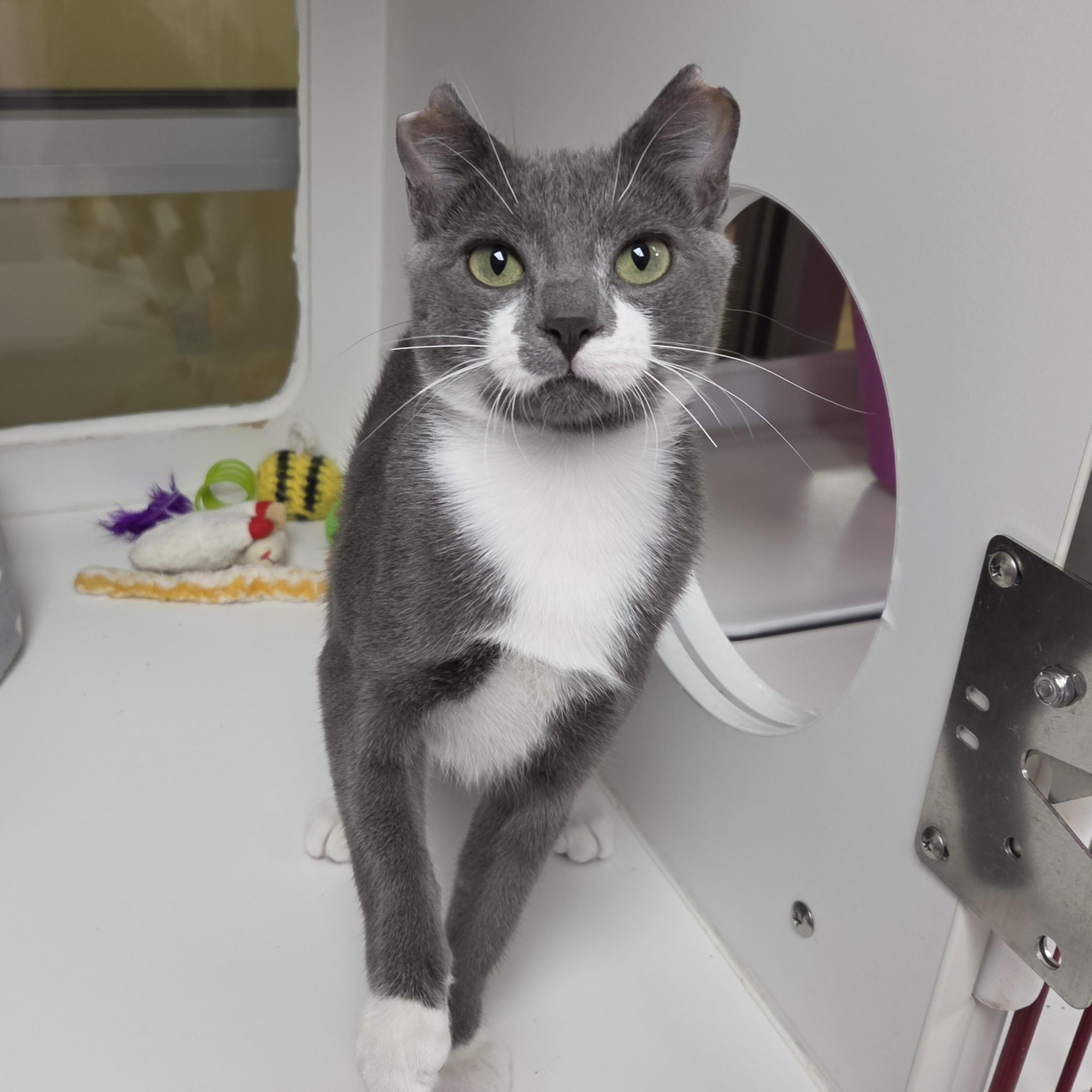 Enlarge Toby, a ADOPTABLE Domestic Short Hair in Marshfield, WI image 2/6