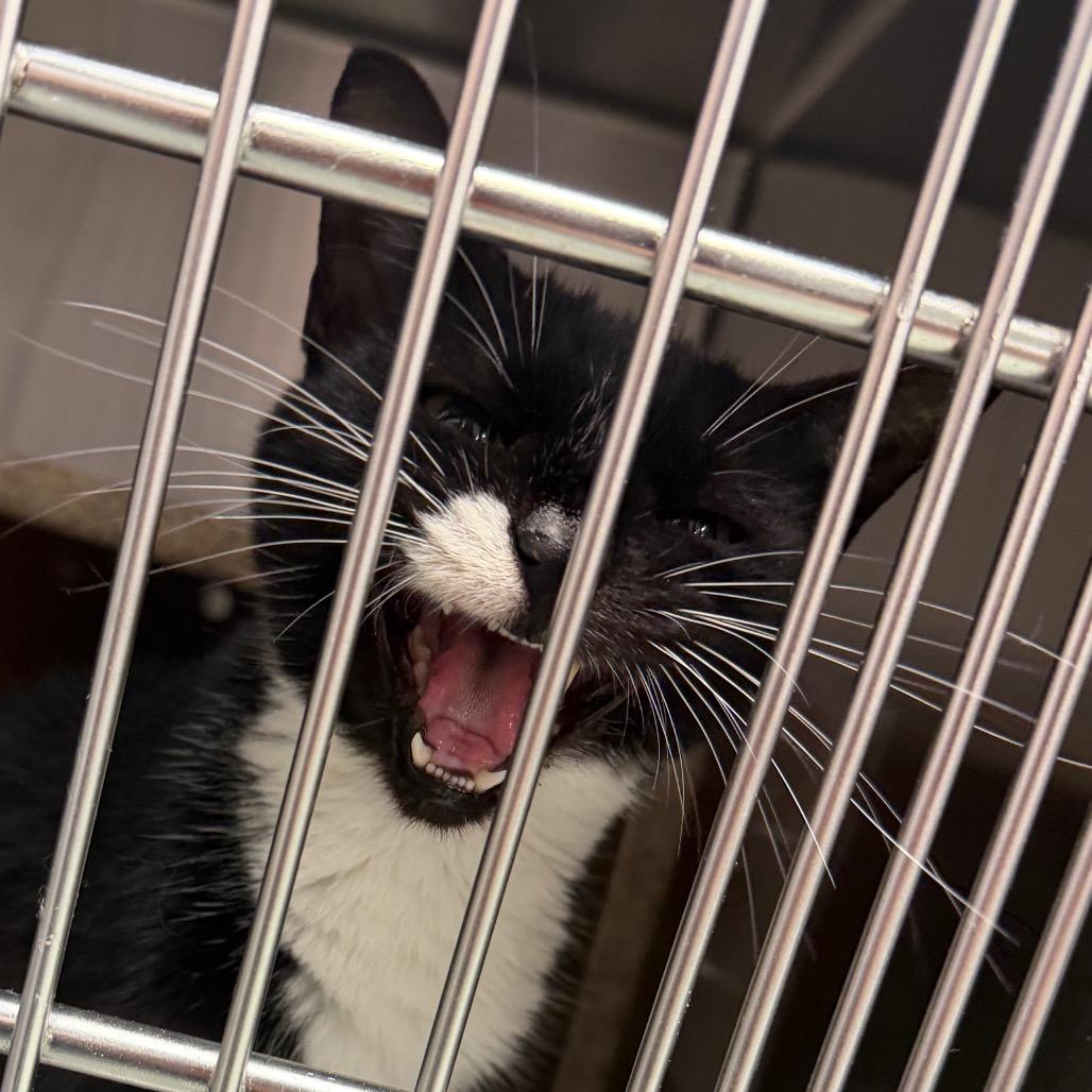 Peyton, Adoptable, Adult Female Domestic Short Hair.