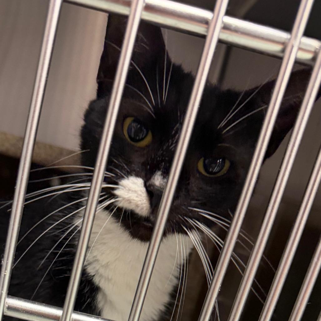 Enlarge Peyton, a Adoptable Domestic Short Hair in Perkiomenville, PA image 3/4