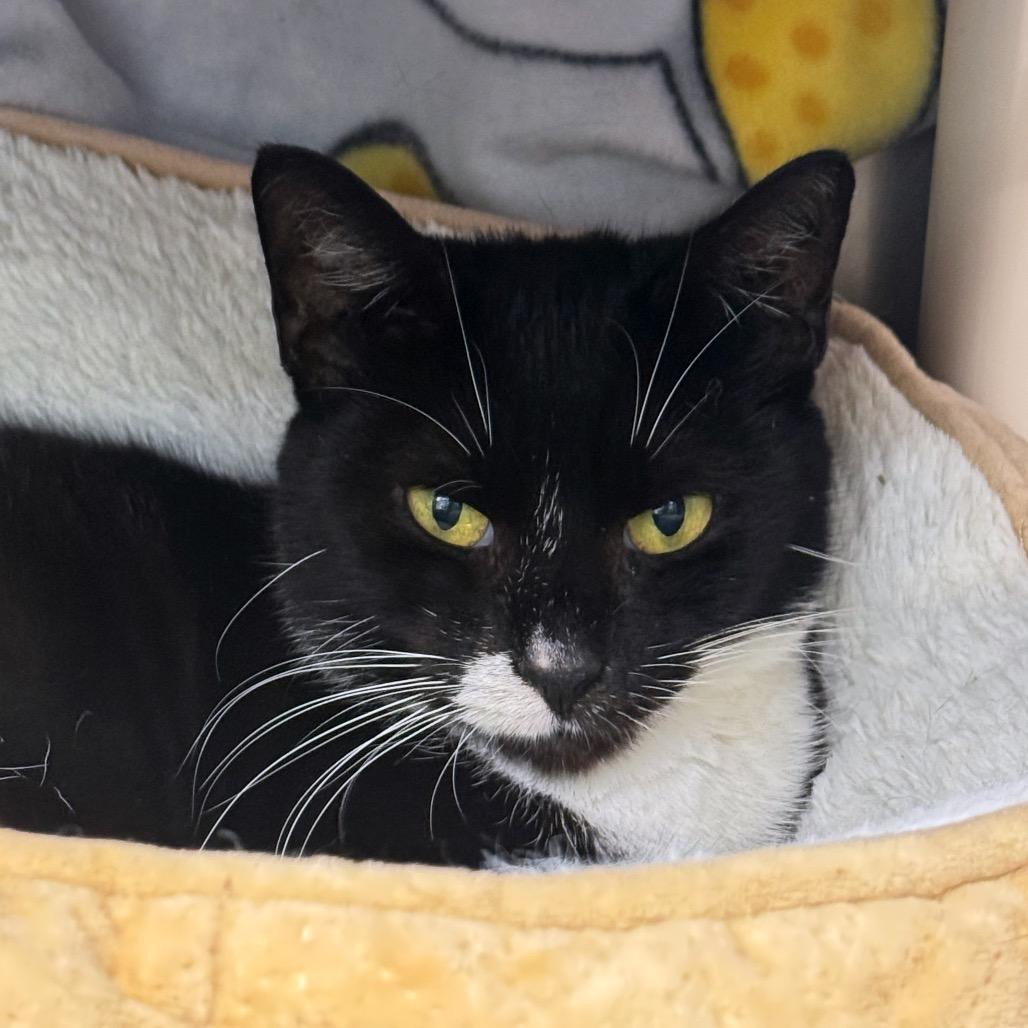Enlarge Peyton, a Adoptable Domestic Short Hair in Perkiomenville, PA image 2/4