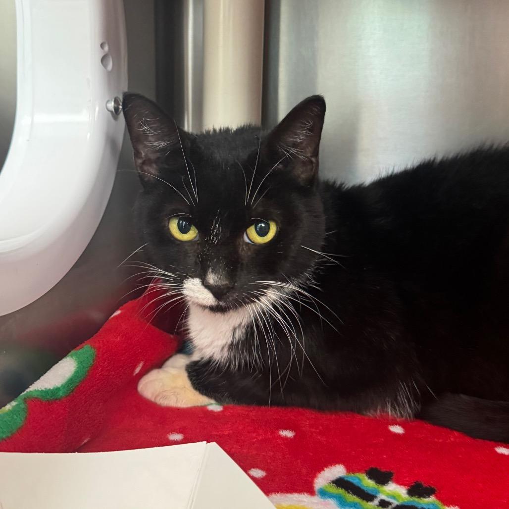 Enlarge Peyton, a Adoptable Domestic Short Hair in Perkiomenville, PA image 4/4