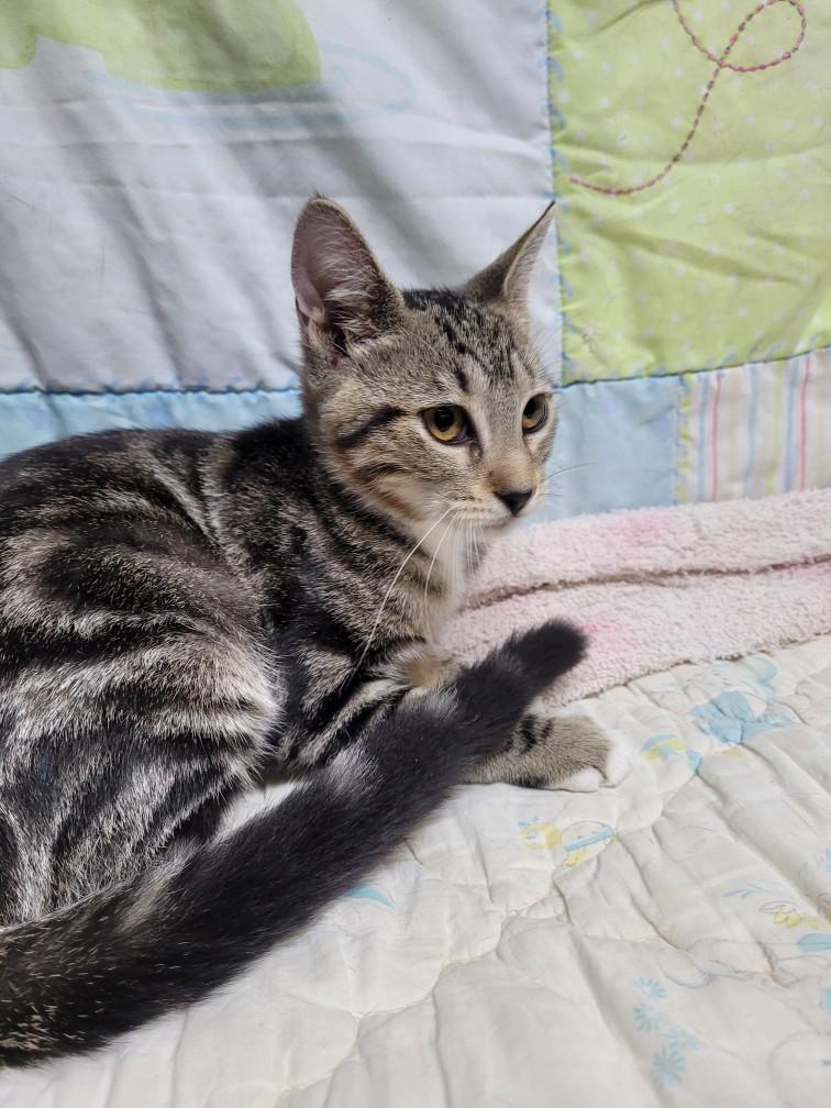 Cat for adoption **LOYOLA**, a Domestic Short Hair in Hattiesburg, MS