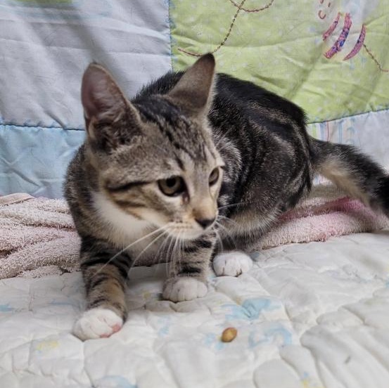 Cat for adoption **LOYOLA**, a Domestic Short Hair in Hattiesburg, MS