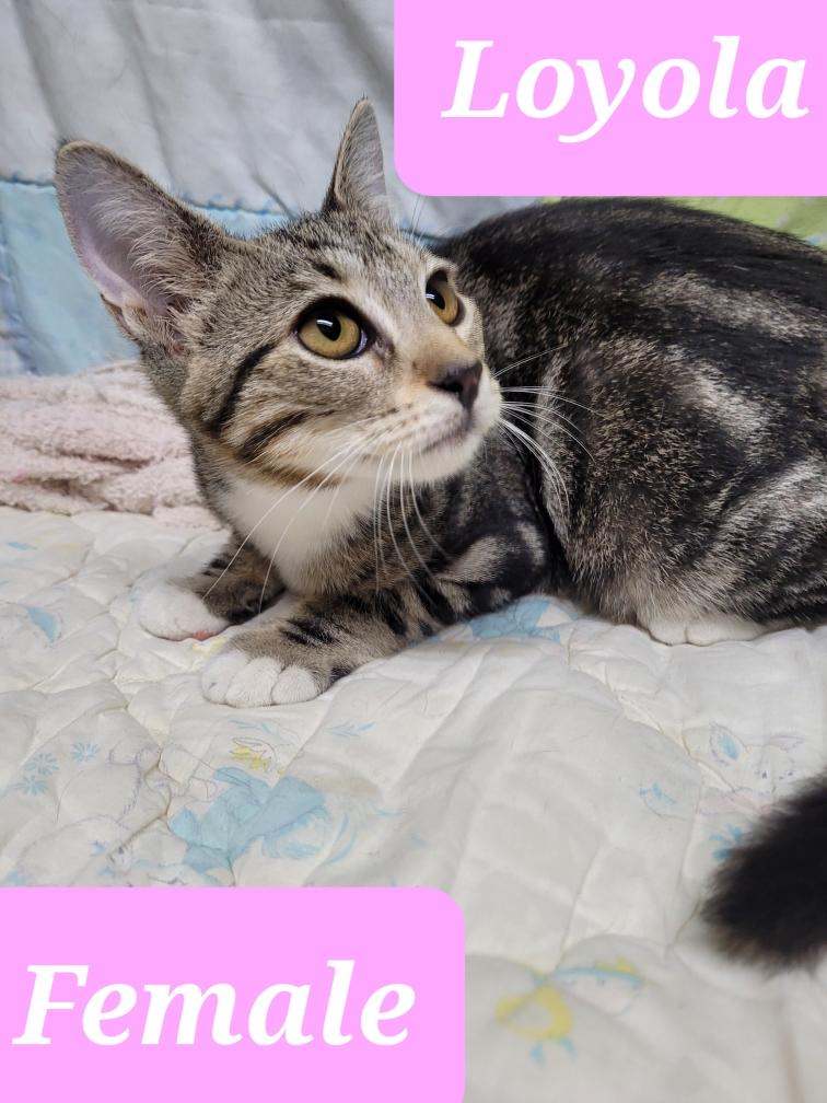 Cat for adoption **LOYOLA**, a Domestic Short Hair in Hattiesburg, MS
