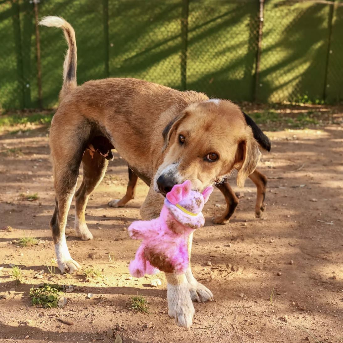 Enlarge Marty, a ADOPTABLE mixed breed in Marble Falls, TX image 2/2