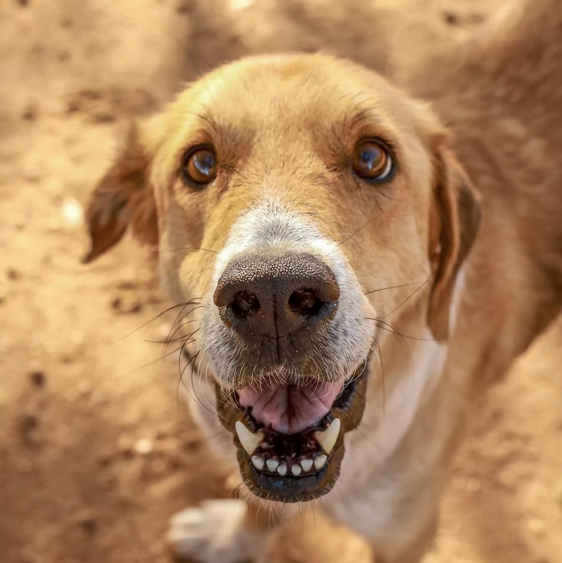 Marty, ADOPTABLE, Young Male Mixed Breed.