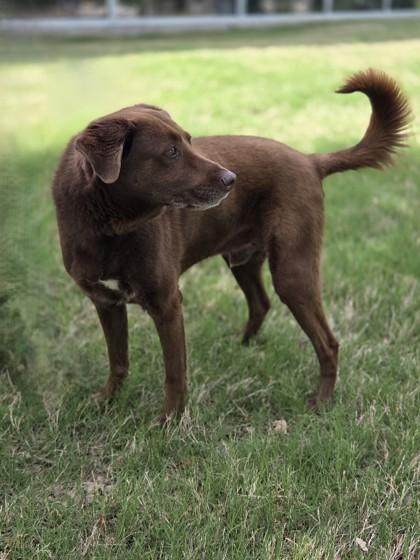Enlarge Juno, a Adoptable mixed breed in Fort Worth, TX image 1/3