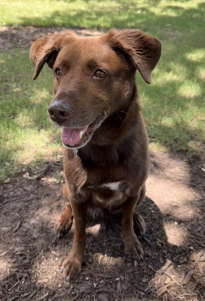 Enlarge Juno, a Adoptable mixed breed in Fort Worth, TX image 2/3