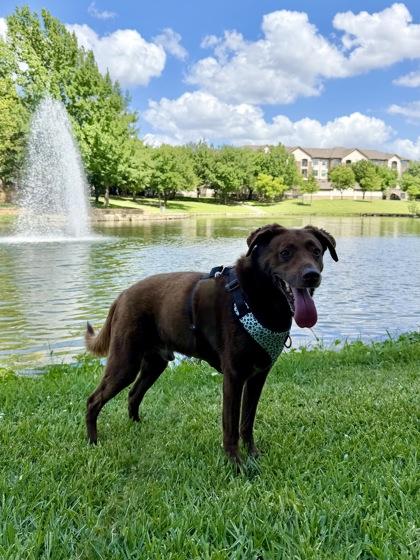 Juno, Adoptable, Senior Male Mixed Breed & Mixed Breed.