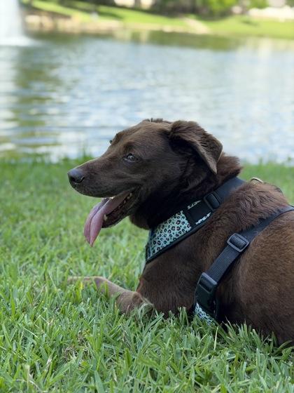 Enlarge Juno, a Adoptable mixed breed in Fort Worth, TX image 2/3