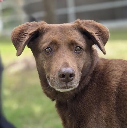 Enlarge Juno, a Adoptable mixed breed in Fort Worth, TX image 3/3
