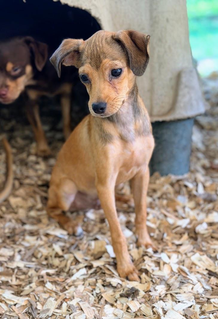 KYLE, an adopted mixed breed in Fosters, AL image 5/5