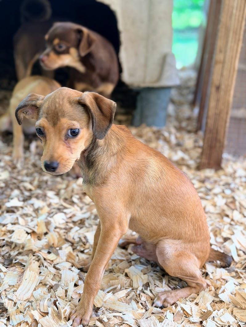 KYLE, an adopted mixed breed in Fosters, AL image 3/5