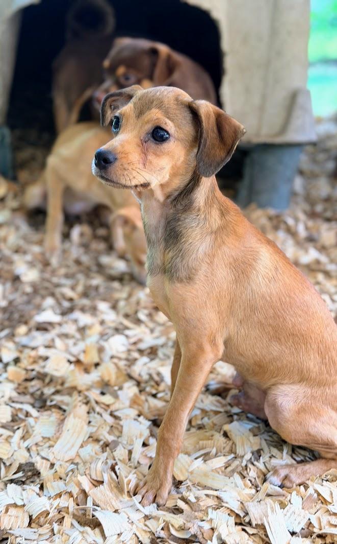 KYLE, an adopted mixed breed in Fosters, AL image 1/5