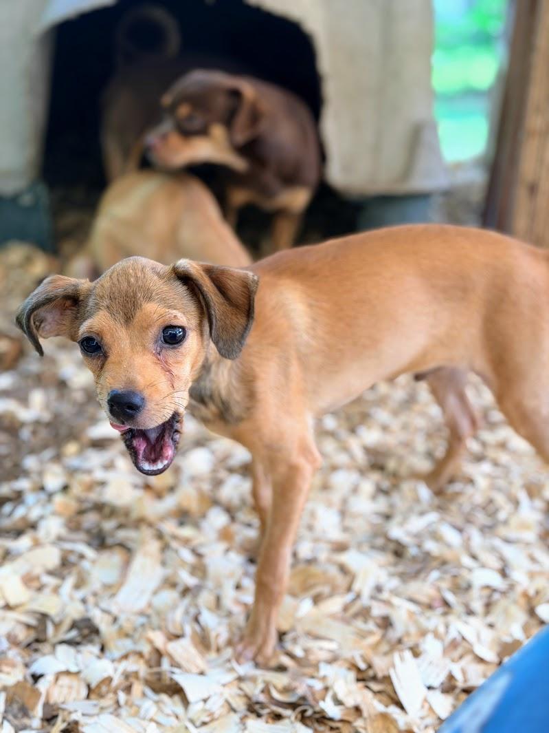 KYLE, an adopted mixed breed in Fosters, AL image 4/5