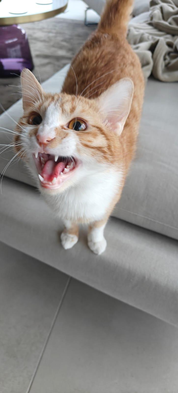 Enlarge Nour, the Ray of Light, a Adoptable mixed breed in Somerset, NJ image 6/6