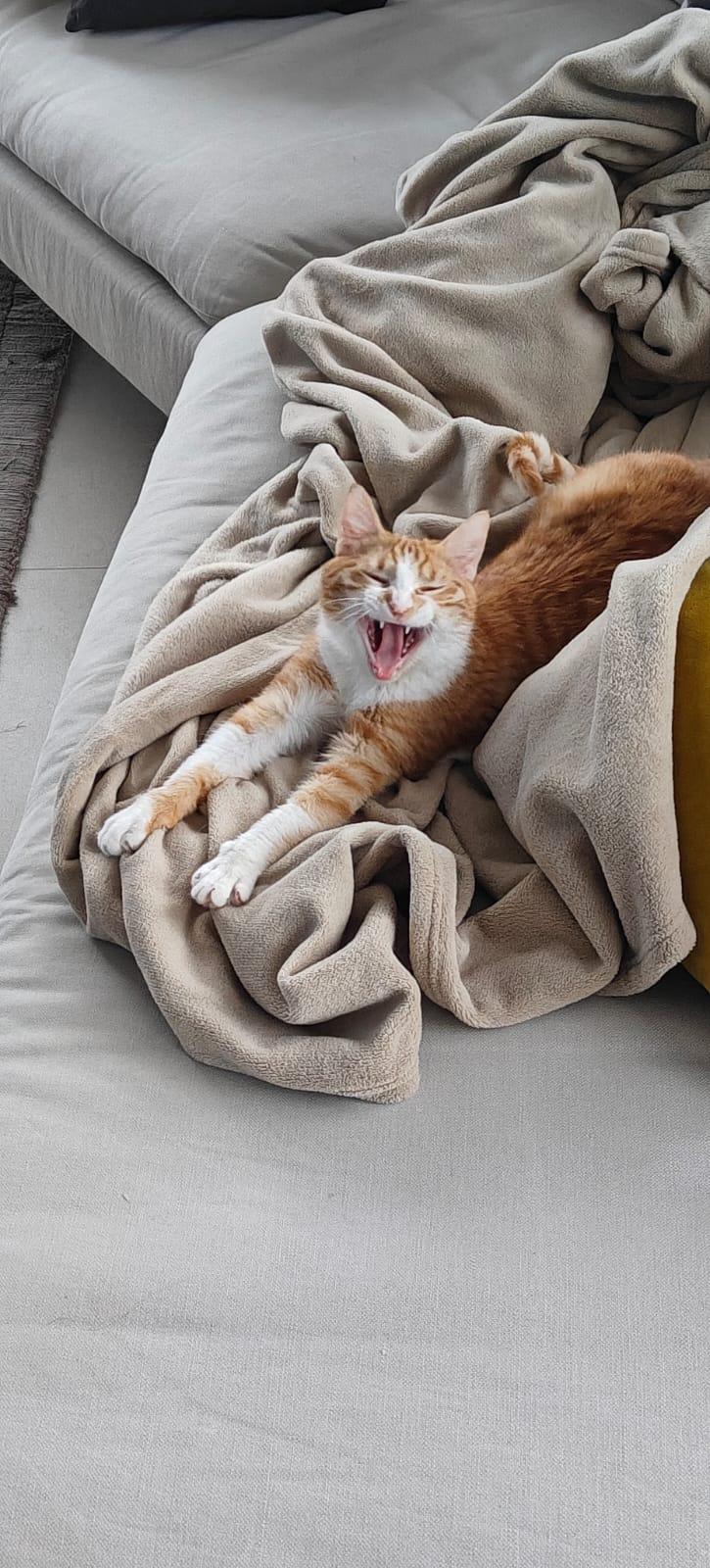 Enlarge Nour, the Ray of Light, a Adoptable mixed breed in Somerset, NJ image 4/6