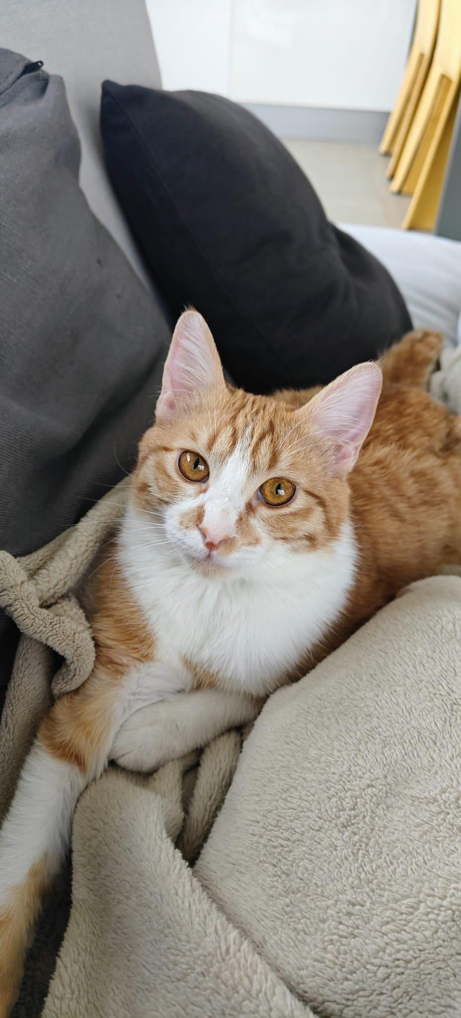 Nour, the Ray of Light, Adoptable, Young Male Domestic Short Hair.