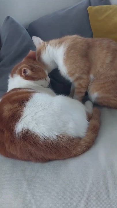 Enlarge Nour, the Ray of Light, a Adoptable mixed breed in Somerset, NJ video 5/6