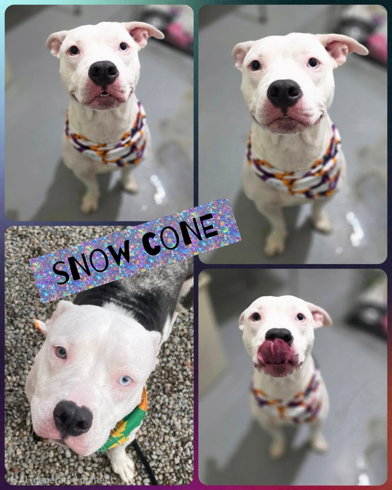 Enlarge Snowcone, a Adoptable mixed breed in Binghamton, NY image 1/1