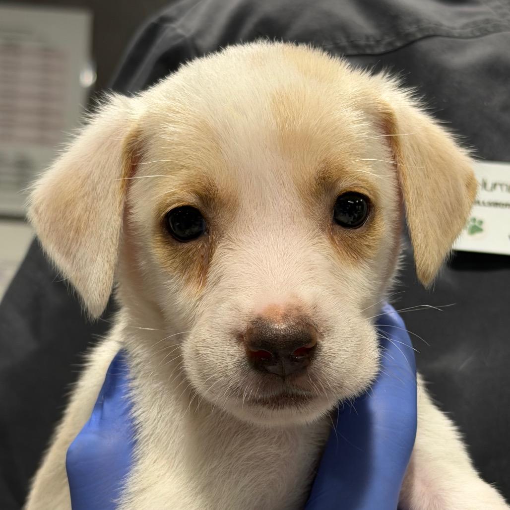 Enlarge Smith, a Adoptable mixed breed in Tampa, FL image 1/2