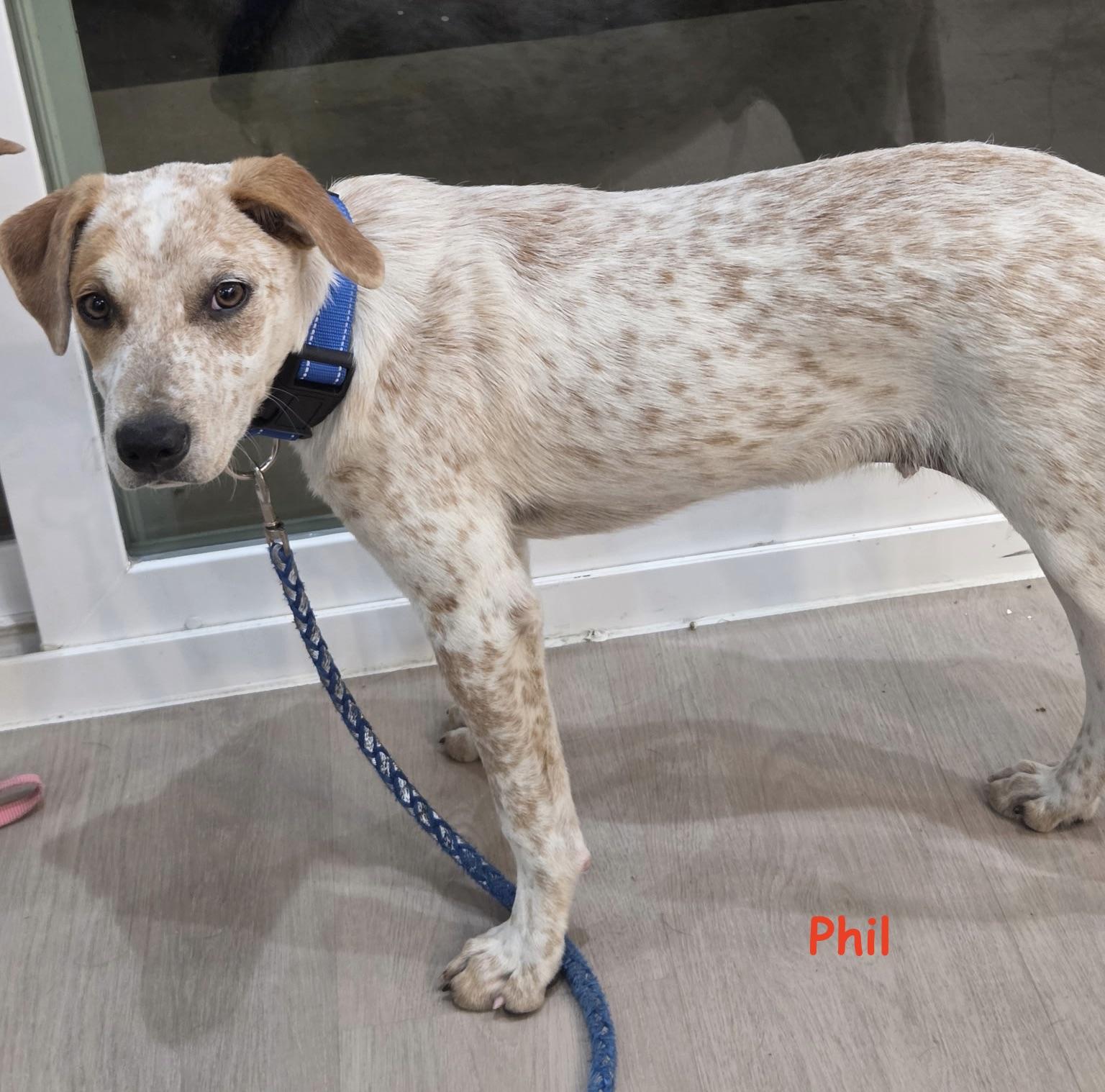 Enlarge Phil, a Adopted mixed breed in Nashville, TN image 6/6