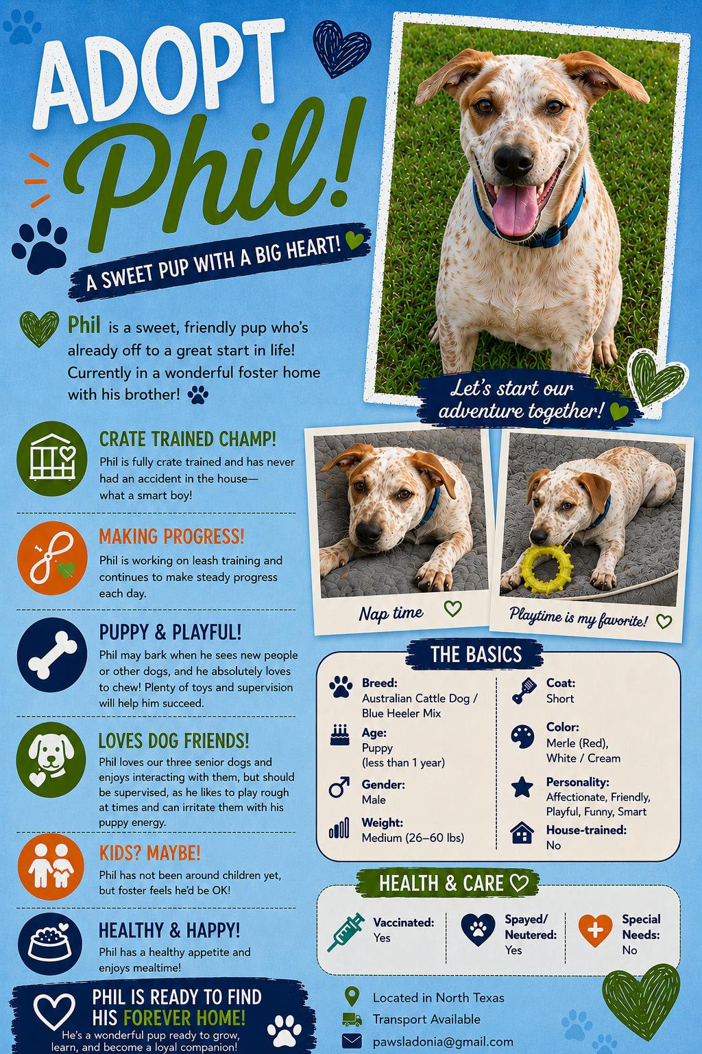 Enlarge Phil, a Adopted mixed breed in Nashville, TN image 2/6