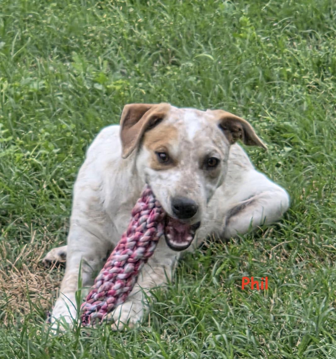 Enlarge Phil, a Adopted mixed breed in Nashville, TN image 3/6