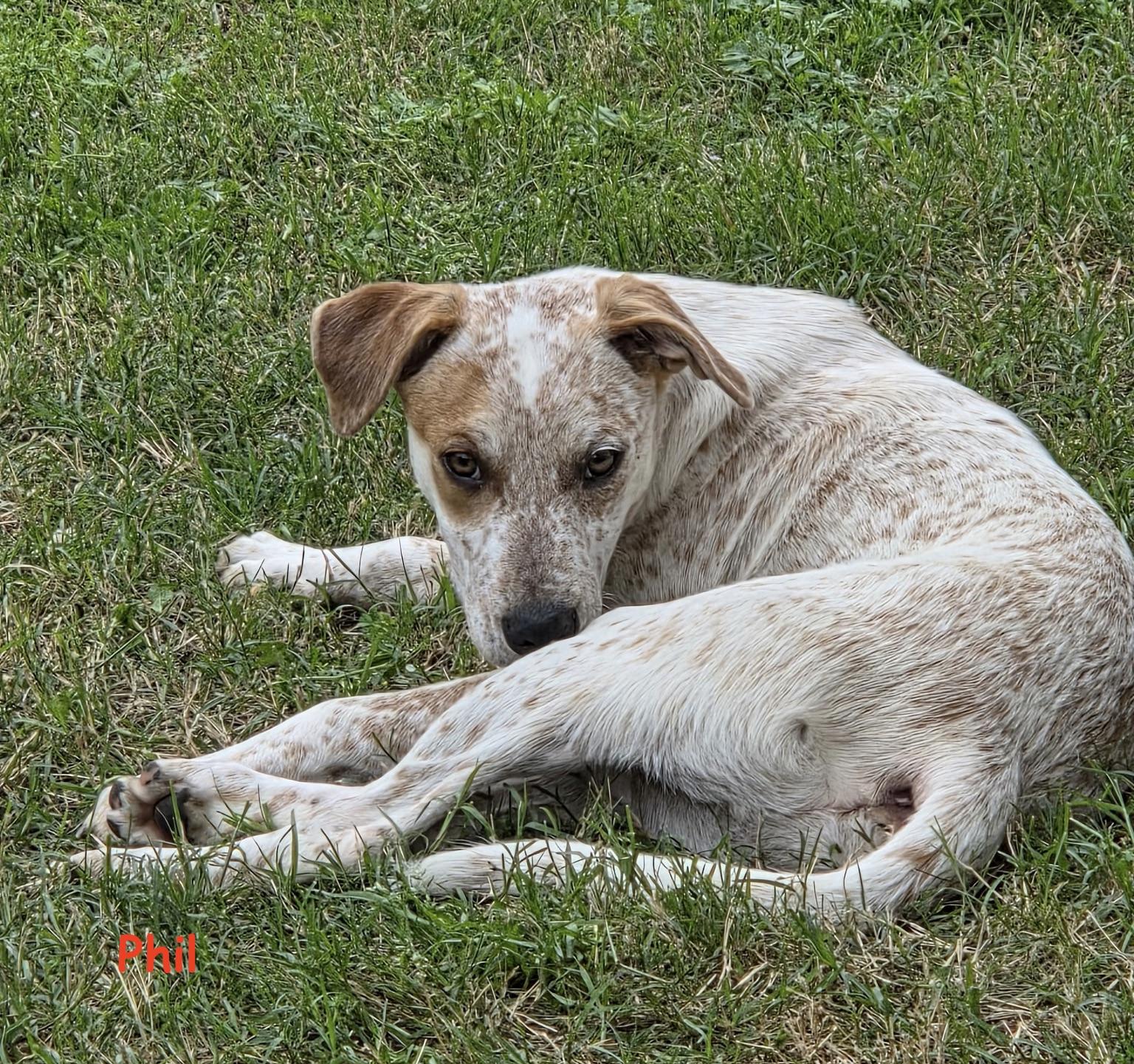 Enlarge Phil, a Adopted mixed breed in Nashville, TN image 5/6