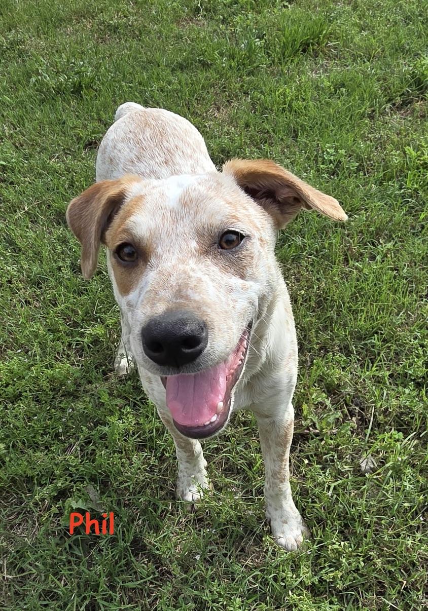 Enlarge Phil, a Adopted mixed breed in Nashville, TN image 4/6