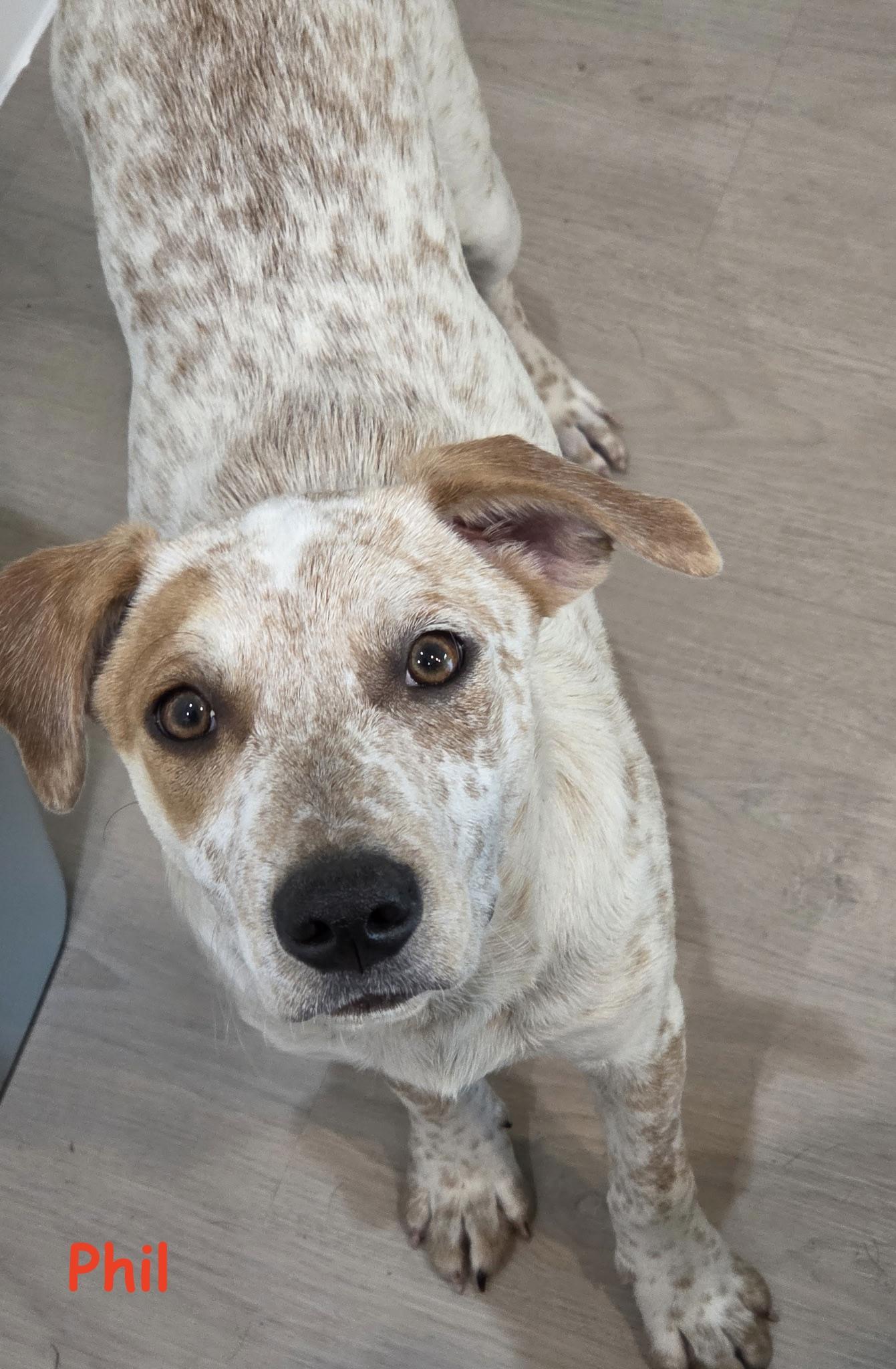 Phil, Adopted, Puppy Male Australian Cattle Dog / Blue Heeler.